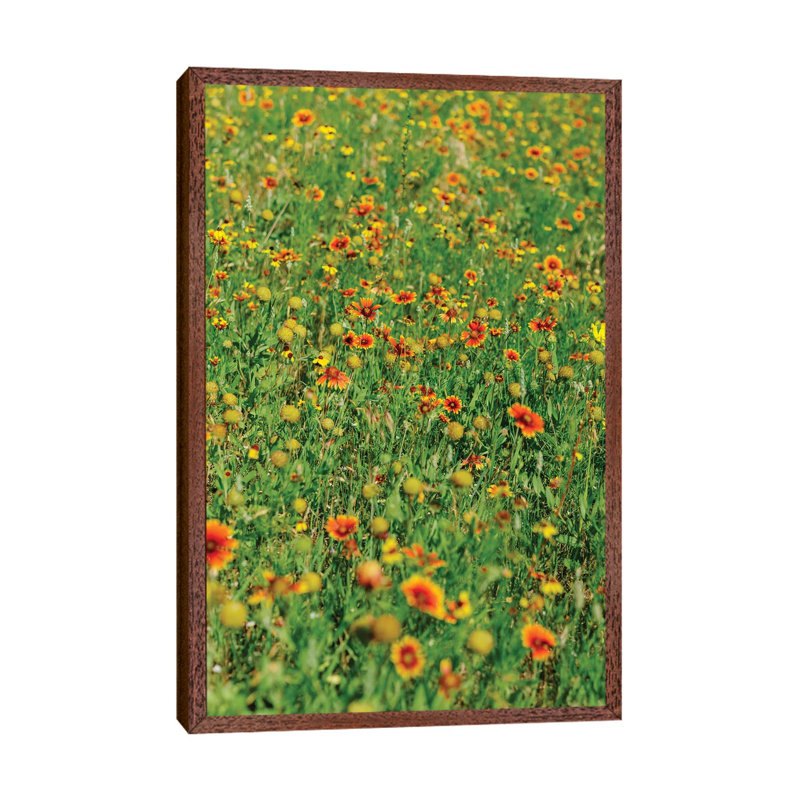 Indian Blanket Wildflowers II by Bethany Young - Print on Canvas, Classic Brown Wood Framed, 66.04cm H x 45.72cm W x 3.81cm D