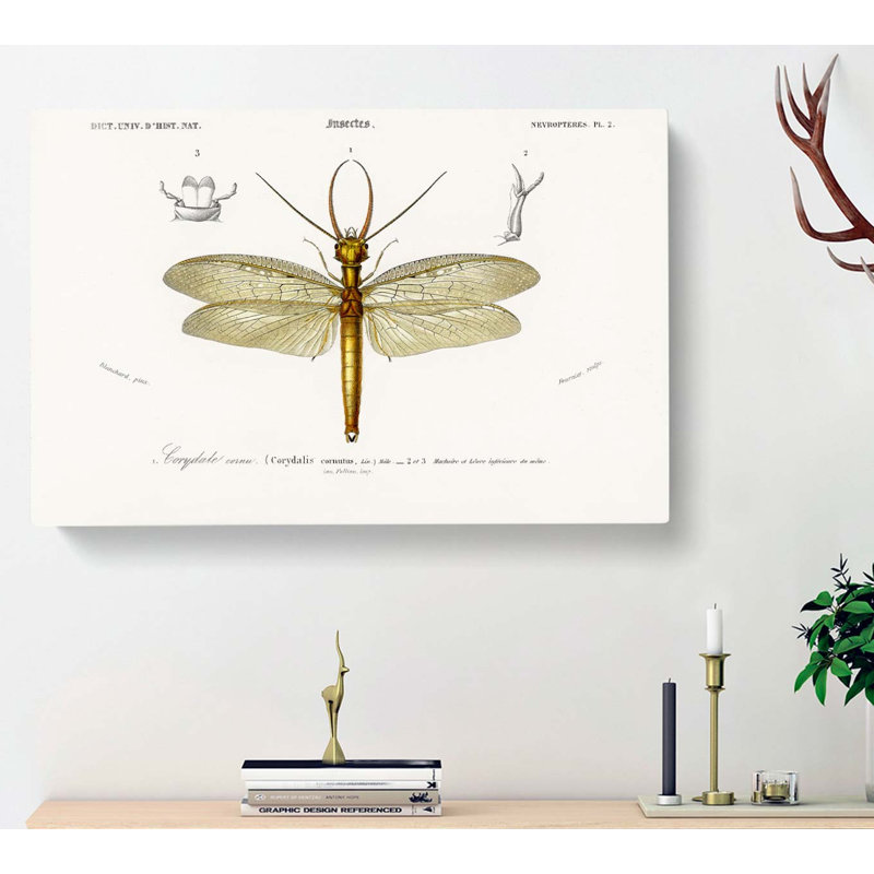 Eastern Dobsonfly by Charles D' Orbigny - Wrapped Canvas Painting, 35cm H x 50cm W x 3cm D
