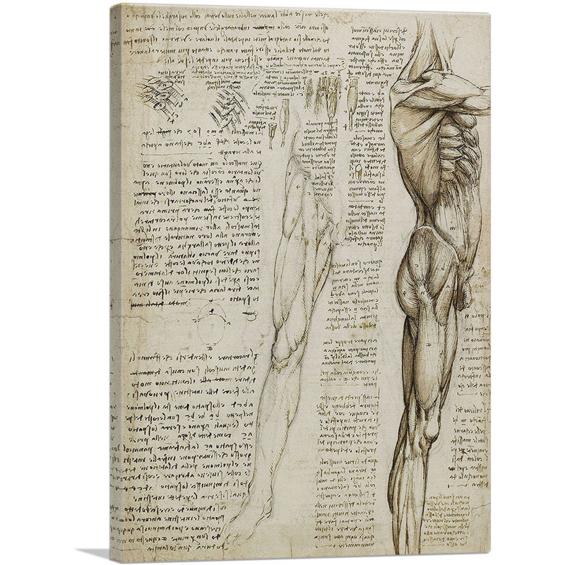 Études du corps humain, les muscles des jambes - reproduction, H 40 po x l 26 po x P 0,75 po