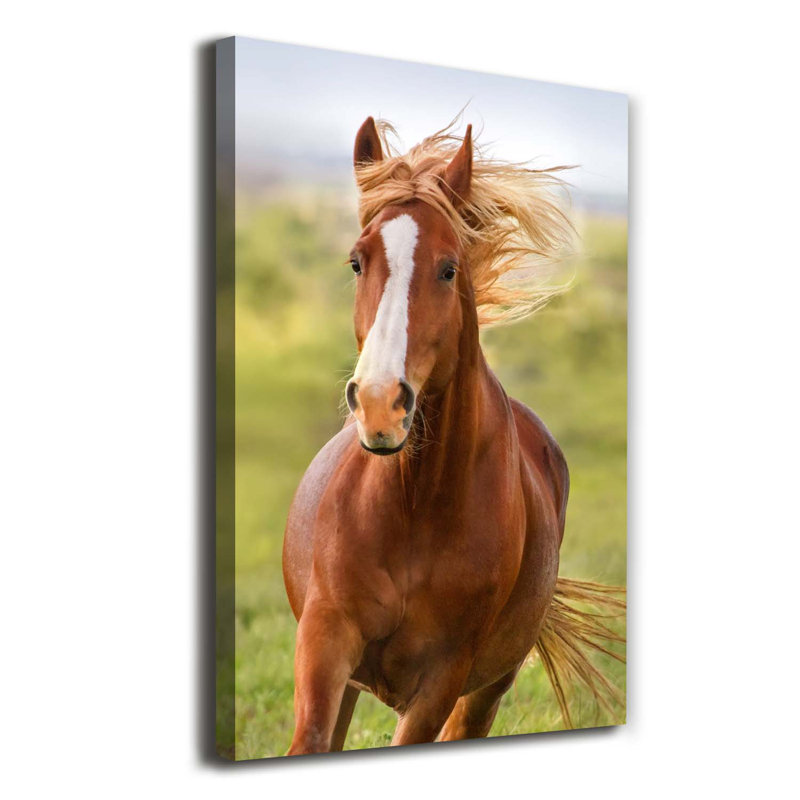 Horse In Gallop - Wrapped Canvas Print