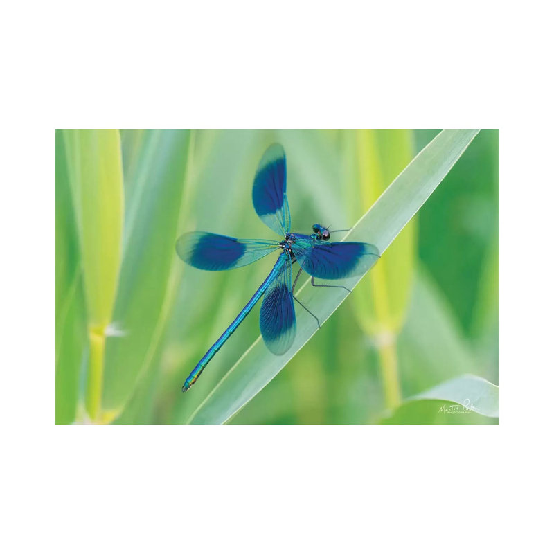 Damselfly In Blue by Martin Podt - Wrapped Canvas Gallery-Wrapped Canvas Giclée, 66.04 cm H x 45.72 cm W x 1.91 cm D