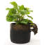 Cintre Lemur Pot Buddy