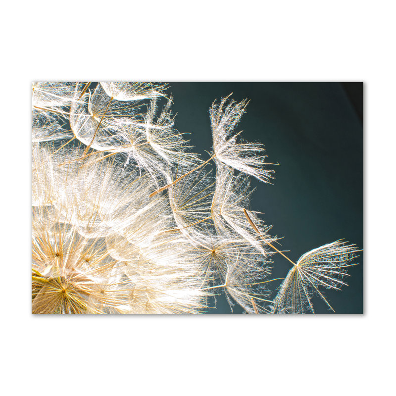 Dandelion Seeds - Wrapped Canvas Print