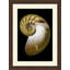 Large Shell 1 Print