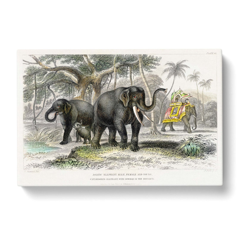 Asian Elephants by Oliver Goldsmith - Wrapped Canvas Painting, 35cm H x 50cm W x 3cm D
