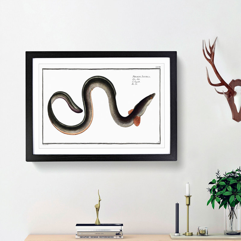 Eel by M.E. Bloch - Framed Print, 27cm H x 36cm W x 2cm D, Black Framed