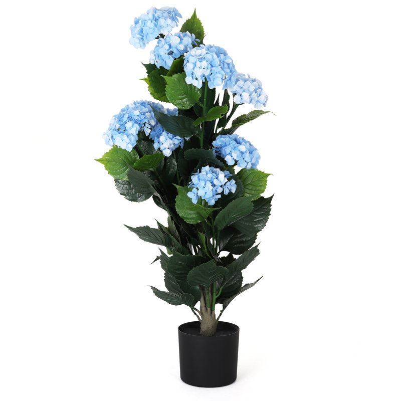 Hortensia en pot - petit, Île Seymour Nord, Galapagos
