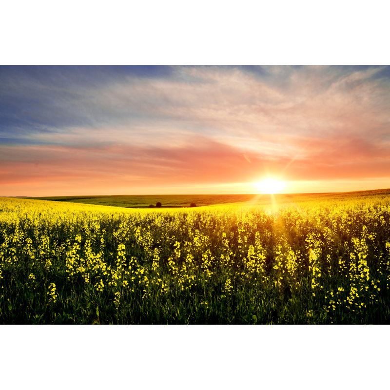 Rapeseed field, 81cm H x 122cm W