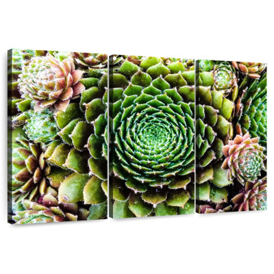 Harnek Flower Like Succulents