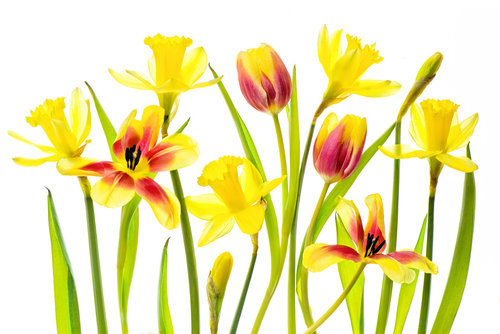 Wrapped Canvas Print, 50.8 cm H x 76.2 cm W