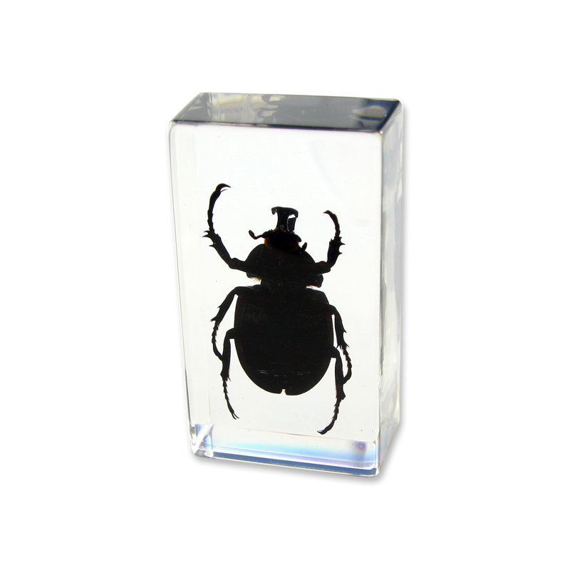 Presse-papiers coccinelle Rhinoceros Prokop