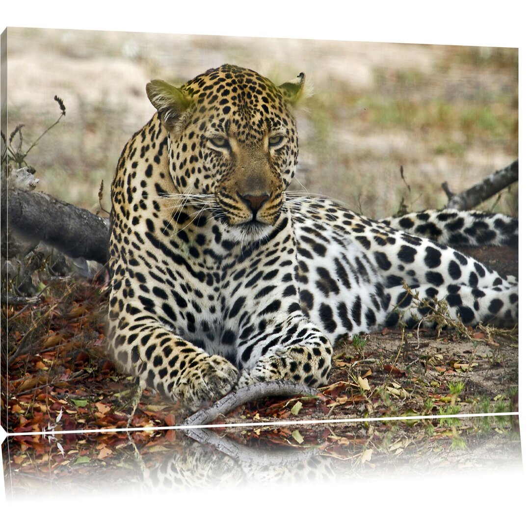 Leinwandbild Liegender Leopard im Laub