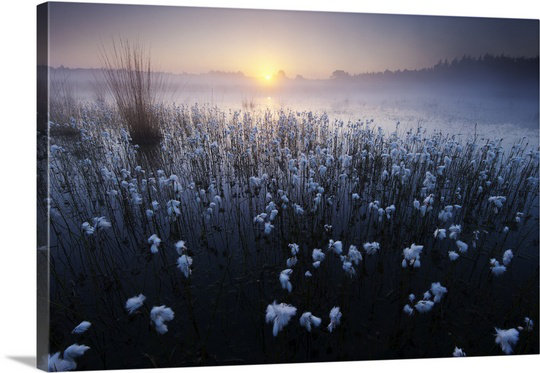 In the Blues by Andrew George Photographic Print on Canvas, 16" H x 24" W x 1.25" D