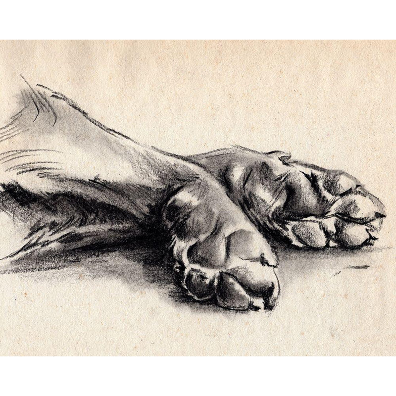 Art sur toile tendue à la galerie Jennifer Paxton par Parker, titre: Charcoal Paws II, H 20 po x l 24 po
