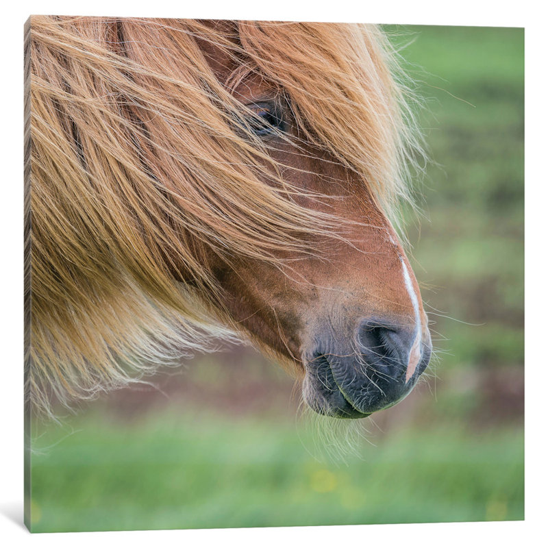 « islandais cheval i », reproduction de photo sur toile tendue, H 24 po x l 24 po x P 1 po, Papier d'art encadré noir, Blanc