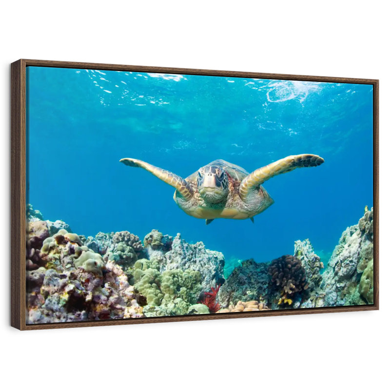 Maui Green Sea Turtle, 13" X 9", Floating Frame Walnut