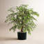 Arbre panaché Smilax Pottershill en pot