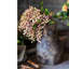 Dilatatum plante en faux linden-1499194275-1499194301