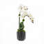 Orchid Floral Arrangement in Pot