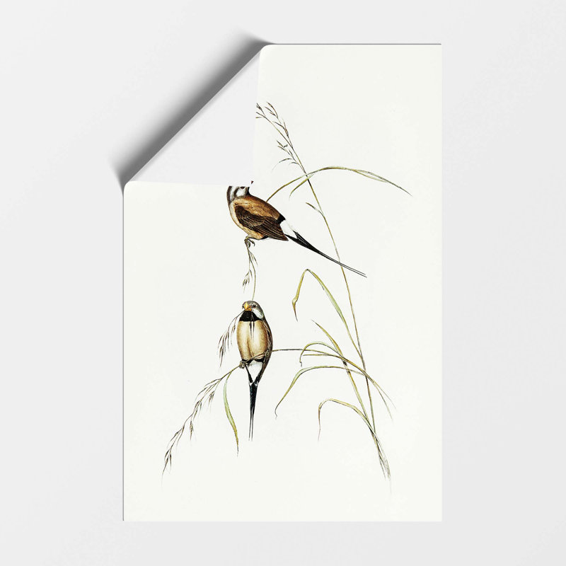 Long-Tailed Grass Finch by Elizabeth Gould - No Frame Painting, 59.4 cm H x 42 cm W