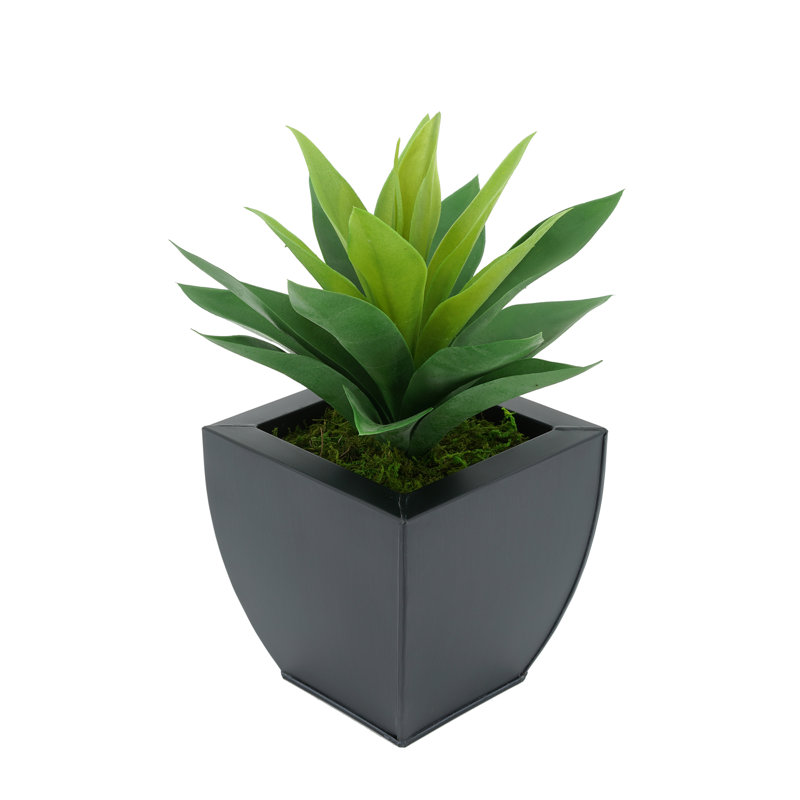 Plante grasse artificielle 7 po en pot, Noir