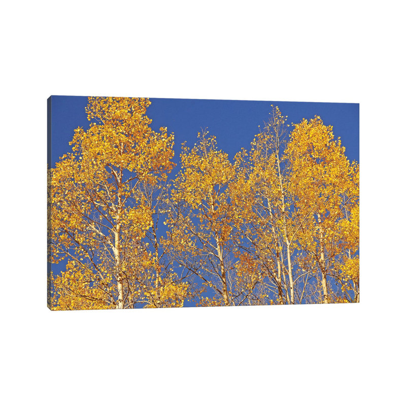Blue Sky Aspens by Brian Wolf - Wrapped Canvas Gallery-Wrapped Canvas Giclée, 45.72cm H x 66.04cm W