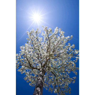 " Usa California Bishop Flowering Pear Tree Credit As: Dennis Flaherty/jaynes Gallery "