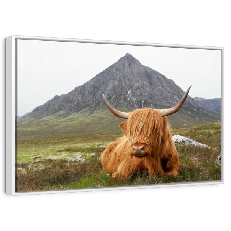 Highland Cow Serenity, Cadre flottant blanc, 37 po x 25 po