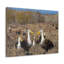 Groupe d'albatros-627864816