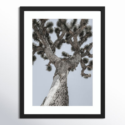 Daisey "Joshua" Print by Shot by Clint