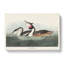Crested Grebe - Wrapped Canvas Painting-55370886