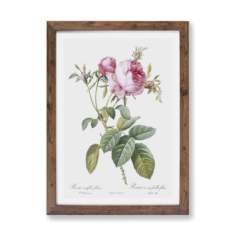 Pink Cabbage Roses in Bloom by Pierre-Joseph Redoute - Framed Print, 33cm H x 45cm W x 2cm D, Walnut