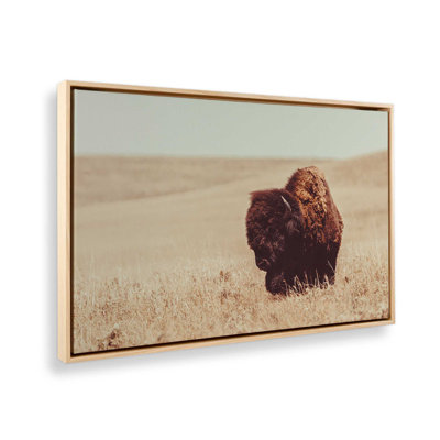 «Grazing Bison Serenity», reproduction sur toile