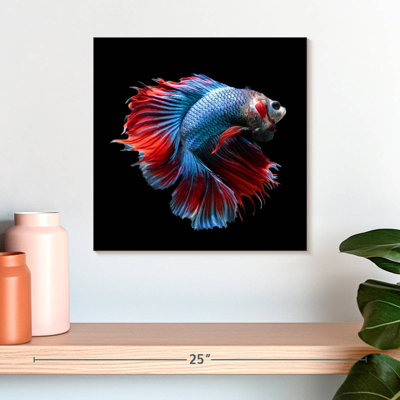 Brampt Blue And Red Betta Fish