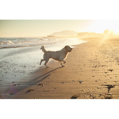 Golden Retriever jouant - Photographie sur toile tendue