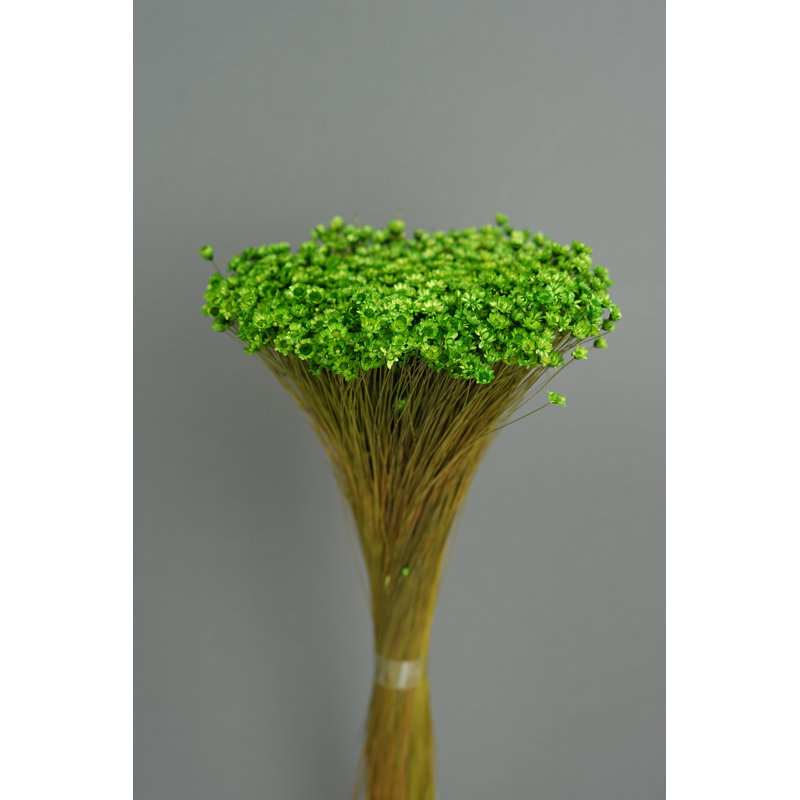 Arrangement floral marguerite, Vert