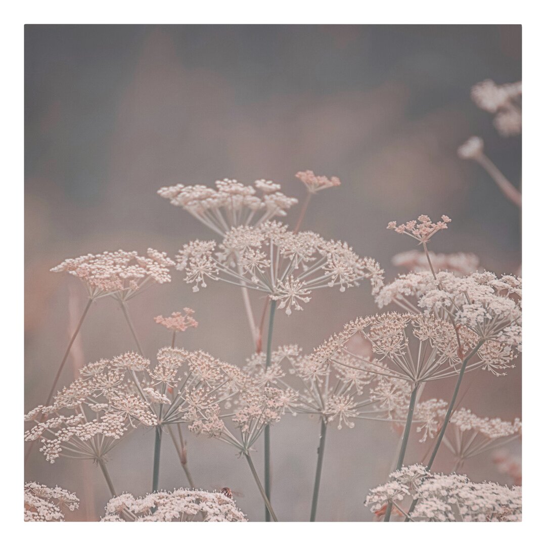 Leinwandbild Wild Umbels