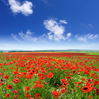 Poppy Field