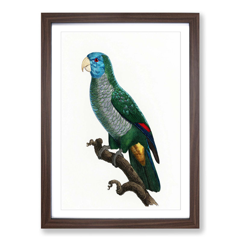 Saint Lucia Smazon Parrot by F. Levaillant - Picture Frame Painting Print, 48cm H x 36cm W x 2cm D, Walnut Framed