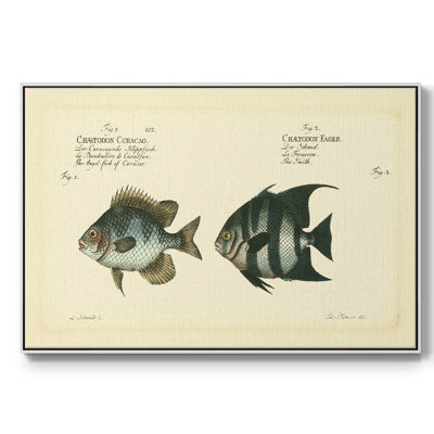 " Bloch Antique Fish II "