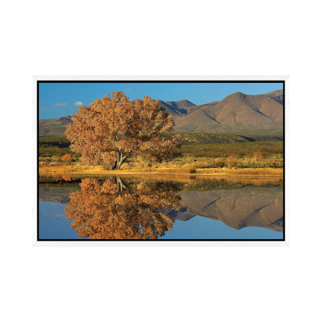 Baumwollbaum-Herbstlaub mit Magdalena Mountains im Hintergrund, New Mexico