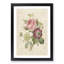 Pink Anemone Rose by Pierre-Joseph Redoute - Picture Frame Painting Print-55583453-55583454