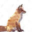 Renard roux encadré, reproduction mat