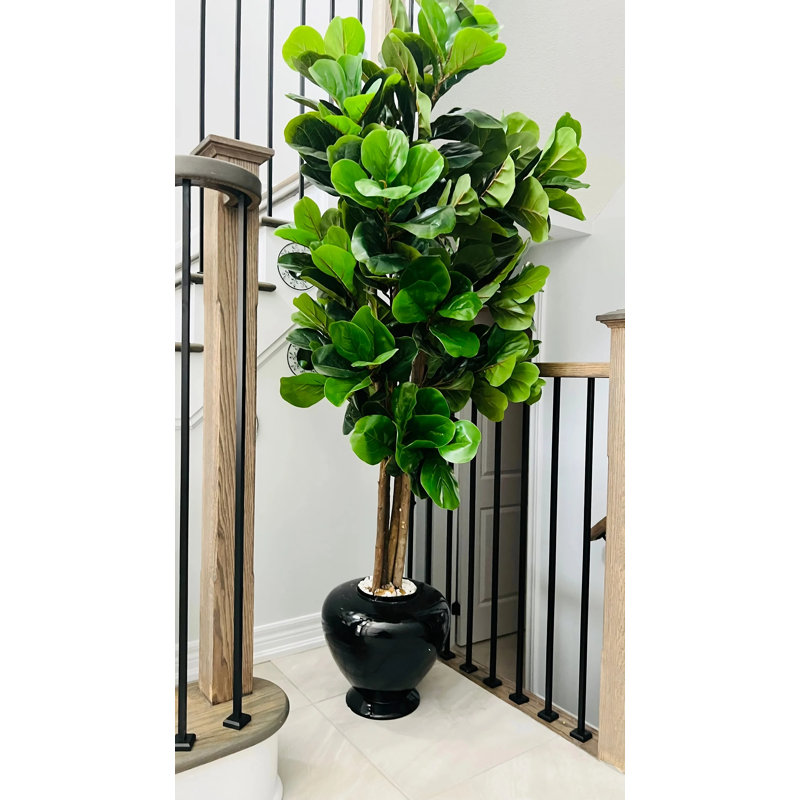 Figuier figuier en pot 48 po Engel, H 48 po x l 18 po x P 6 po