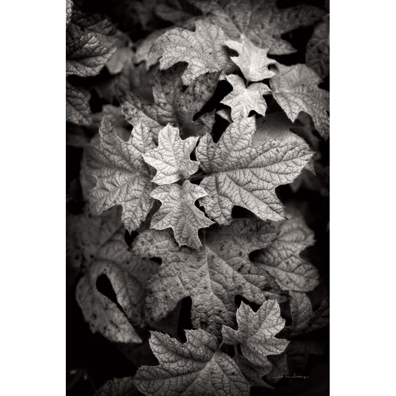 Hydrangea Leaves in Black and White by Debra Van Swearingen - Painting Print, 30cm H x 20cm W, Black Floater Framed