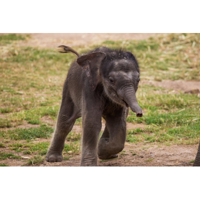 " Cute Baby Elephant " by Burroblando