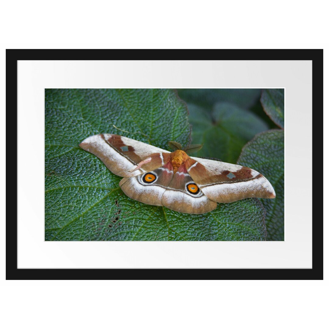 Gerahmtes Poster Schmetterling auf Blatt