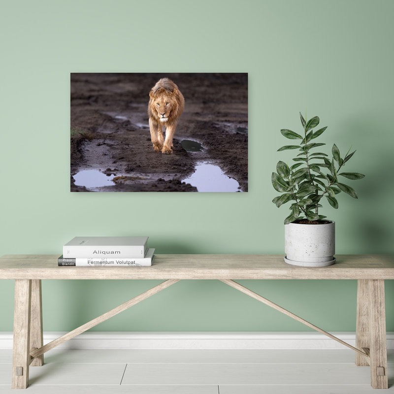 Majestic African Lion Contemporary Cat Lion Nature Wildlife Wall Art Print, 40.64cm H x 60.96cm W