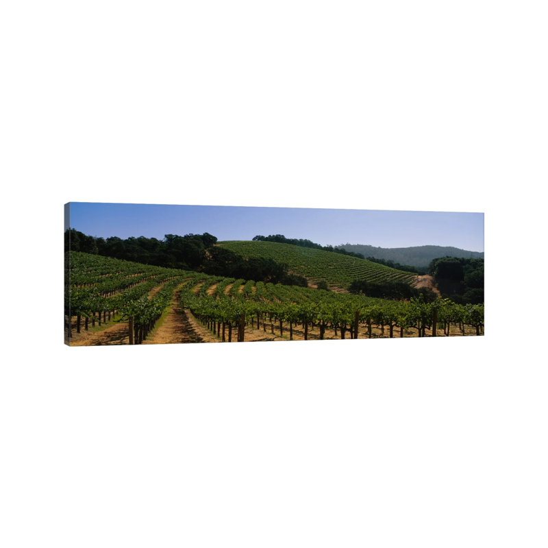 Hillside Vineyard Landscape, Napa Valley AVA, California, USA - Wrapped Canvas Print, 152.4 cm H x 50.8 cm W x 1.91 cm D