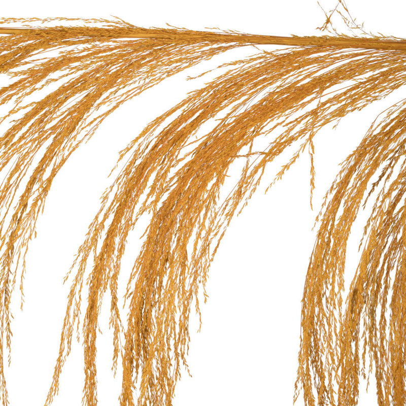 Lei 71'' Palm Plant, Aspen Gold